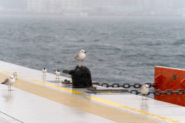 Seagulls under snowing in Istanbul harbor