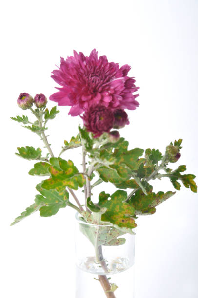 istock Pink chrysanthemum on a white background 2185781236