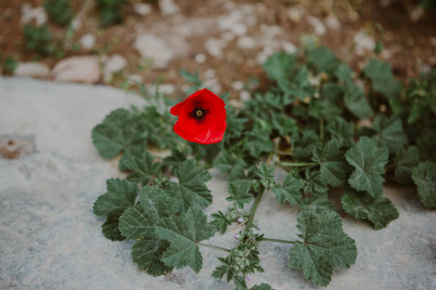 istock A wild poppy flower 2185781313