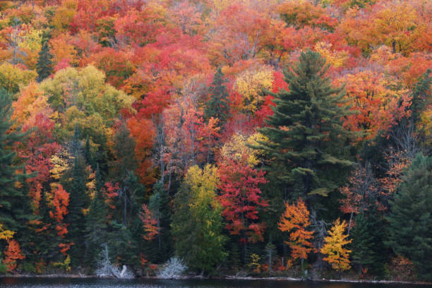 A serene autumn scene features a forested hill in front of a calm lake, adorned with vibrant red and orange foliage. The forest is alive with a mix of colors, including deep crimson, bright gold, fiery orange, and touches of soft yellow. Some trees still hold patches of green, creating a beautiful contrast, while others are beginning to turn brown as the season progresses. The variety of shades adds depth and richness to the landscape, showcasing the full spectrum of autumn's beauty.