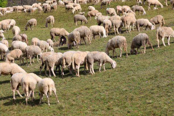 flock of white sheep graze on the green grass in a mountain meadow