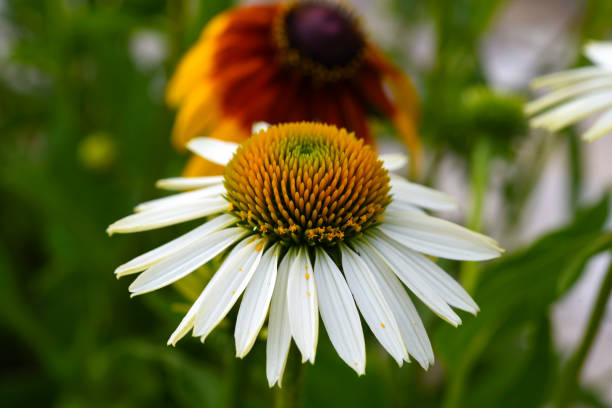 Colorful Cosmos Flowers In The Garden