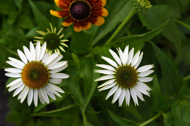 istock Yellow and white chamomile close-up.White flower top view. 2185784437