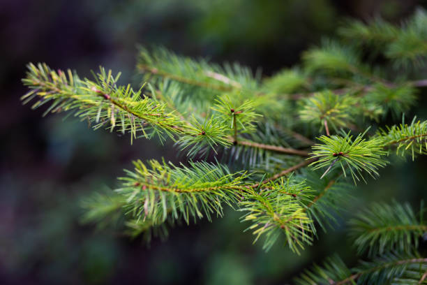 istock close-up of a spruce branch with needles 2185786706