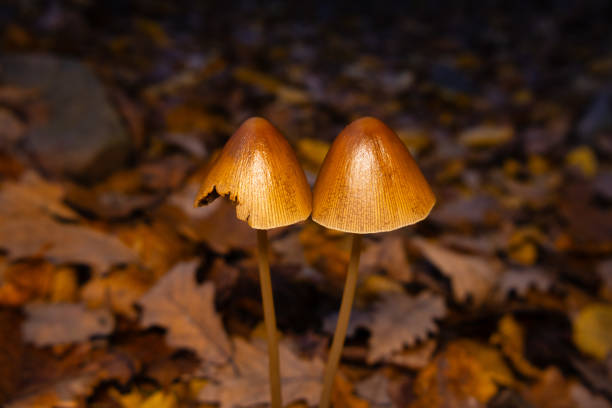 Mushrooms Growing in the Forest in Autumn