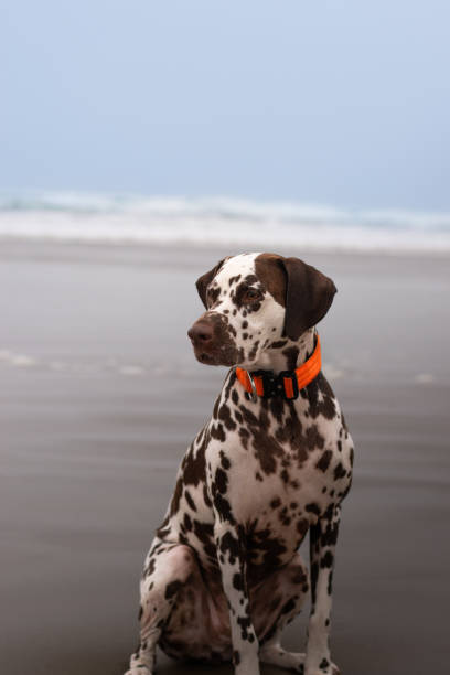 istock Liver spot Dalmatian on a beach 2185788489