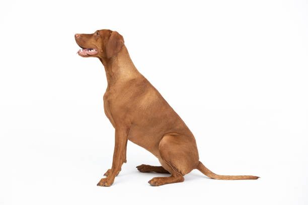 istock Hungarian stallion sitting on white background. Hunting dog. 2185792877