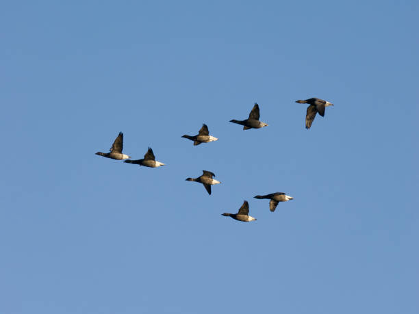 istock Brent goose, Branta bernicla 2185796600