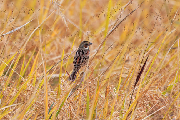 istock Chestnut-eared bunting in the autumn rice paddy. 2185797486