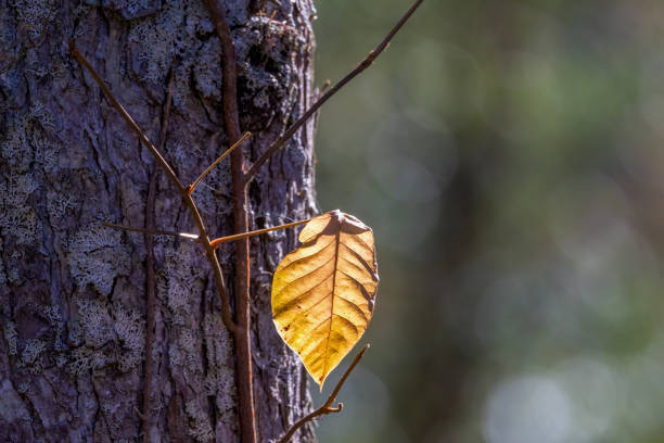 Autumn leaves on the trunk of a tree in the forest.
