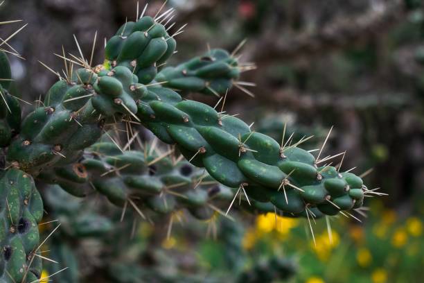 istock the sharp spines of the cactus 2185800406