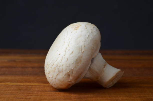 Porcini mushrooms grow on the ground