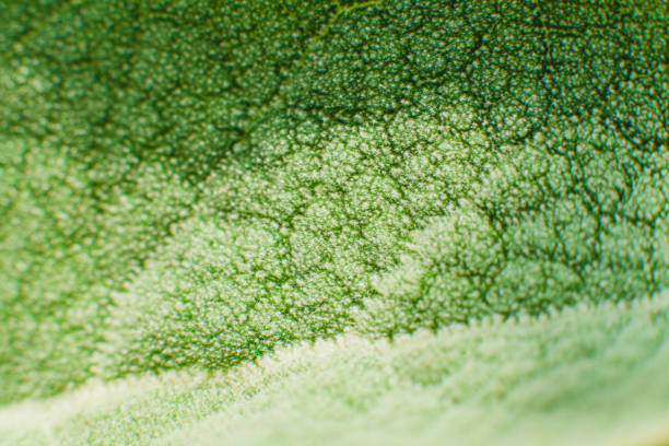 A macro image of a green leaf surface with intricate vein patterns and textured details, showcasing a gradient of light and shadow for a natural, organic effect