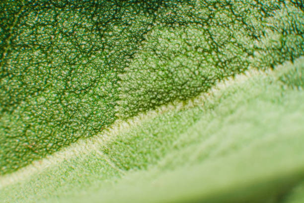 istock A macro image of a green leaf surface with intricate vein patterns and textured details, showcasing a gradient of light and shadow for a natural, organic effect 2185801182