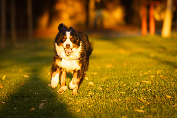 istock Bernese mountain dog is running on grass. 2185801318