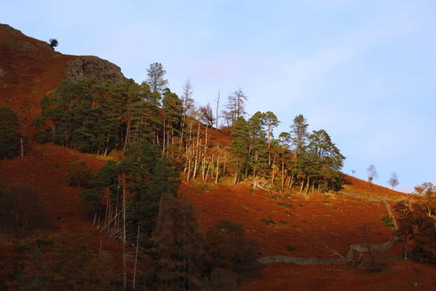 Autumn Hillside in Cumbrian Fells as sunlight lights up a stand of trees..