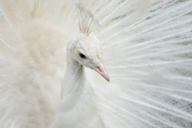 istock Portrait of a white peacock 2185802126