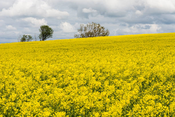 istock Beautiful landscape on the island Ven 2185802158