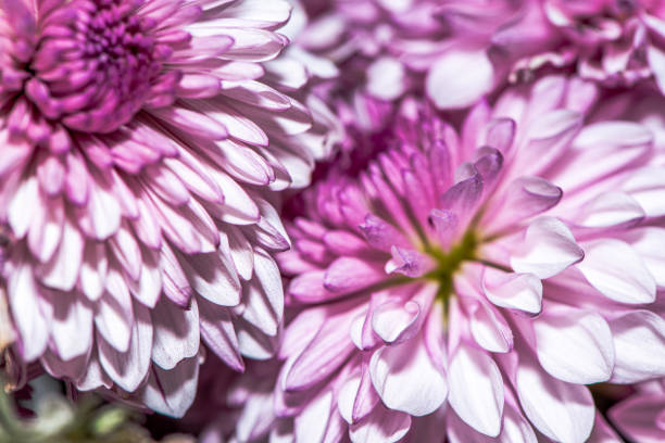 A stunning macro photo of a Chrysanthemum flower, capturing intricate petal details, vibrant colors, and the natural beauty of this floral masterpiece.