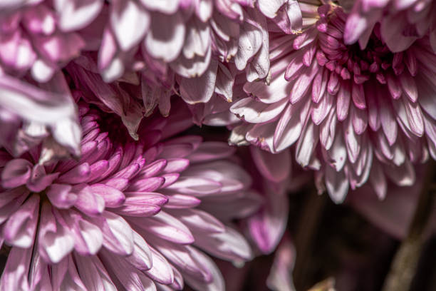 A stunning macro photo of a Chrysanthemum flower, capturing intricate petal details, vibrant colors, and the natural beauty of this floral masterpiece.