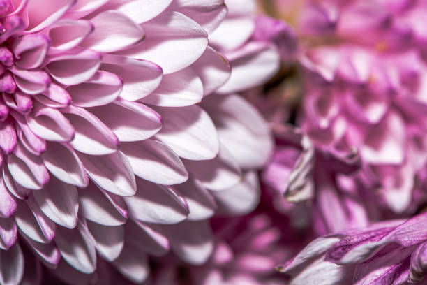 A stunning macro photo of a Chrysanthemum flower, capturing intricate petal details, vibrant colors, and the natural beauty of this floral masterpiece.