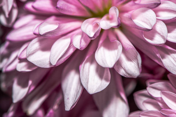 A stunning macro photo of a Chrysanthemum flower, capturing intricate petal details, vibrant colors, and the natural beauty of this floral masterpiece.