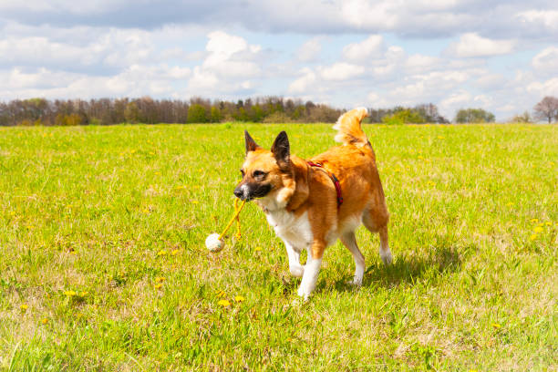 Dog playing with his favorite toy on a large meadow in spring. German Shepherd Collie mix running fast and with joy across a meadow with his toy in his mouth.