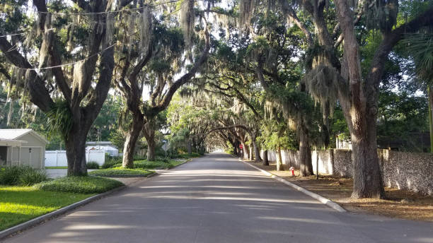 istock A famous road with oak trees along it 2185813502