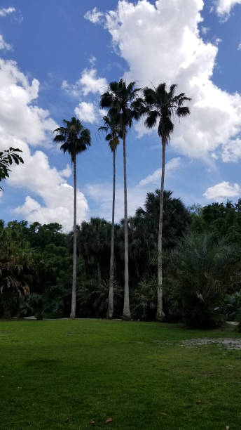 istock A row of tall palm trees 2185814012