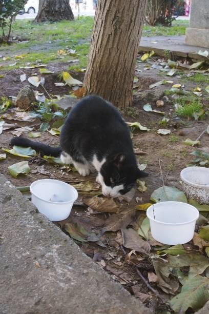 istock a black cat eating some food on a park 2185814843