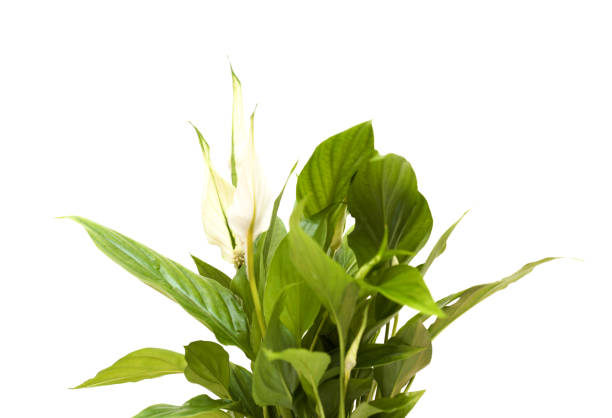 istock small Spathiphyllum plant, peace Lily 2185818433