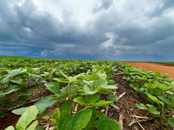 istock Beautifull Soybean crop integrated crop-livestock system with wonderfull sky clouds 2185819042