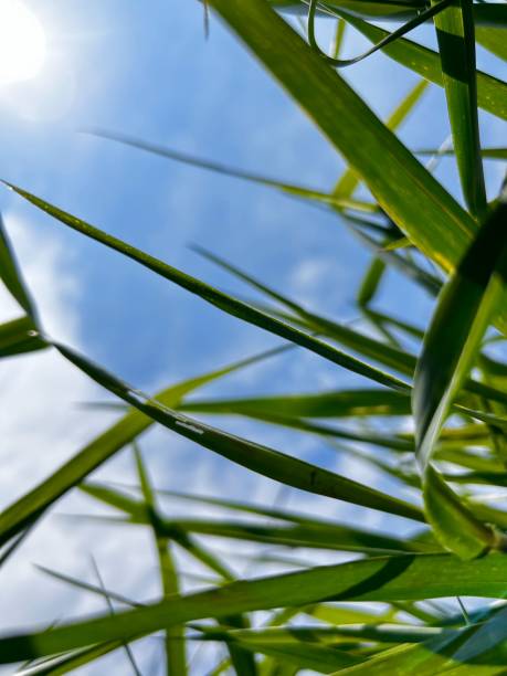 istock grass vision of sky with beautifull sky clouds 2185819120