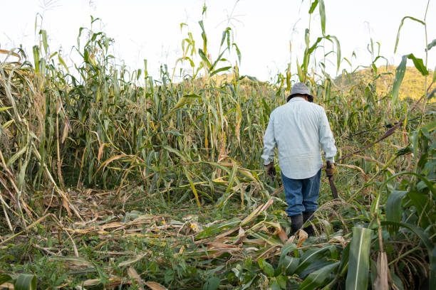 istock Mexican farmer with his back turned working in his corn field 2185824083