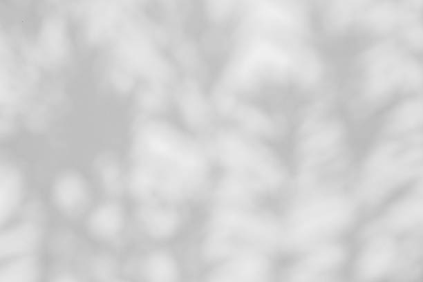istock Abstract natural tree leaves shadow on white wall background 2185824702