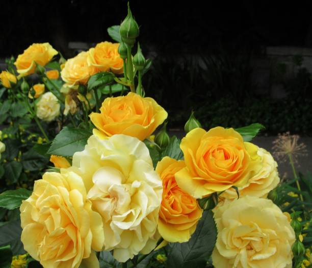 istock Beautiful Bright Closeup Yellow Roses 2185826311