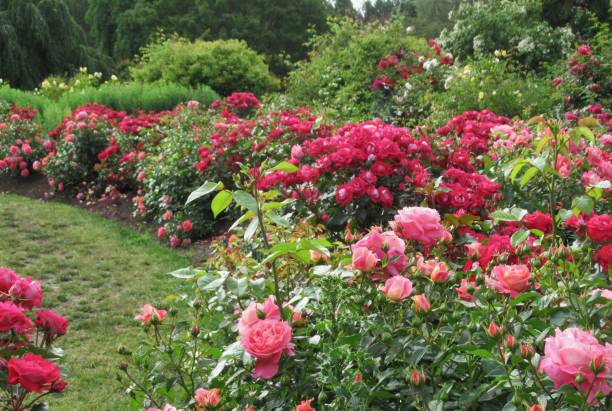 istock Beautiful Bright Colourful Roses Blossom In Summer 2185826322