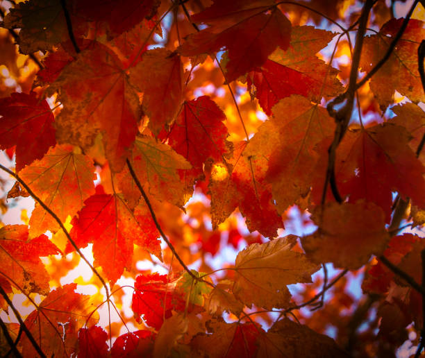 istock Autumn Leaves 2024 2185826643