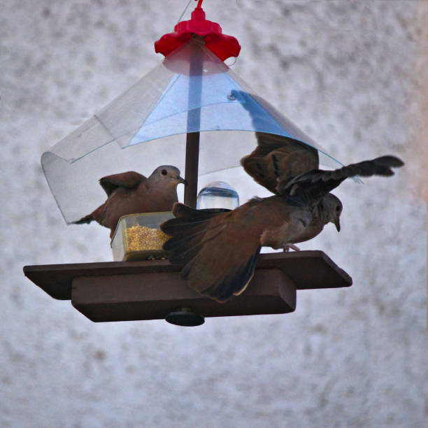 birds known as Plain-breasted Ground-Dove (Columbina minuta), settling together at a small feeder - POA, SAO PAULO,  BRAZIL.