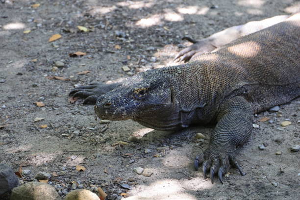 istock Komodo dragon in Komodo island 2185829088
