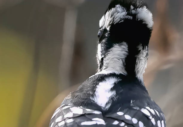 Canada British Columbia Merritt, woodpecker