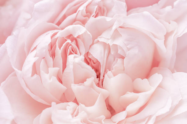 istock Pink pale rose flower petals, soft focus. Macro flowers backdrop 2185838400