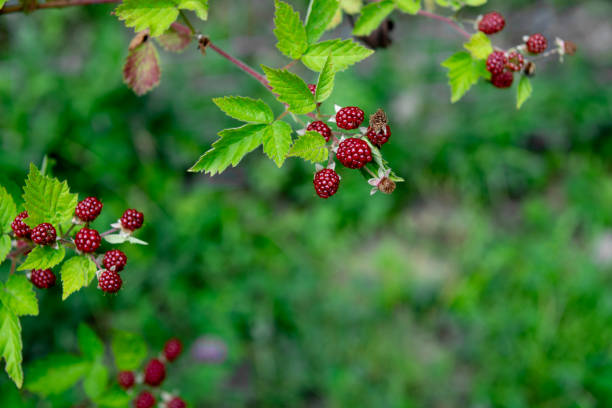 unripe red mulberry fruit on bush in summer.