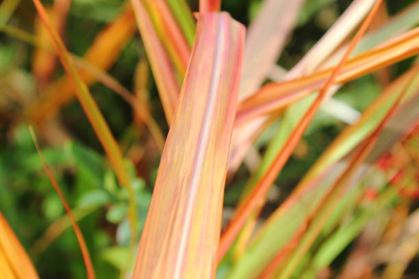 istock Amur silver-grass leaves swaying in the autumn breeze） 2185843635