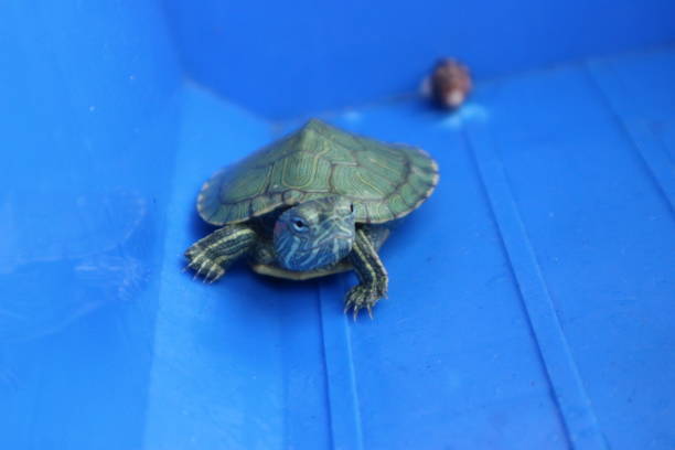 A collection of small turtles, tightly packed within a shallow plastic container filled with water. The turtles feature distinct shell patterns, glistening under bright lighting.