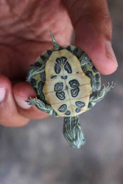 istock small turtles with interesting shapes and colors 2185845075