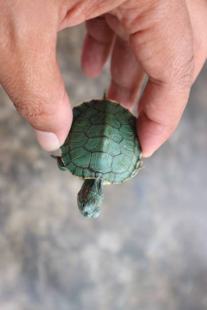 istock small turtles with interesting shapes and colors 2185845083