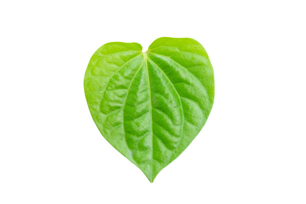 istock Betel leaf isolated on white background with clipping path 2185846155