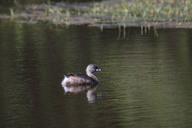 istock Pied-billed Grebe (podilymbus podiceps) floating in a pond 2185846862