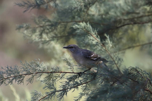 istock Northern Mockingbird (mimus polyglottos) perched in an evergreen tree 2185846869